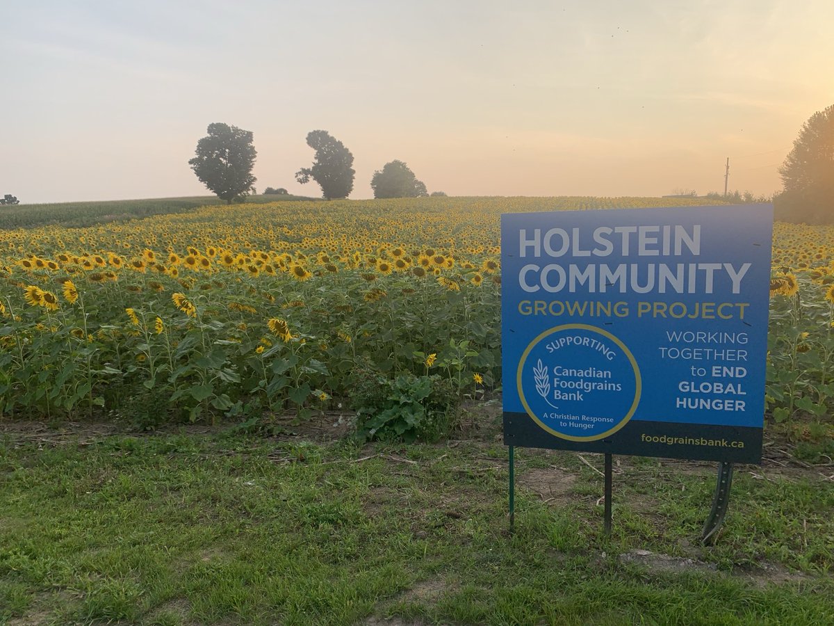 This is the 30th year for the Holstein Community growing project in support of ⁦<a href="/Foodgrains/">Canadian Foodgrains Bank</a>⁩ so they did something special.  They grew a crop of  sunflowers.  What a spectacular sight to see them all in full bloom.