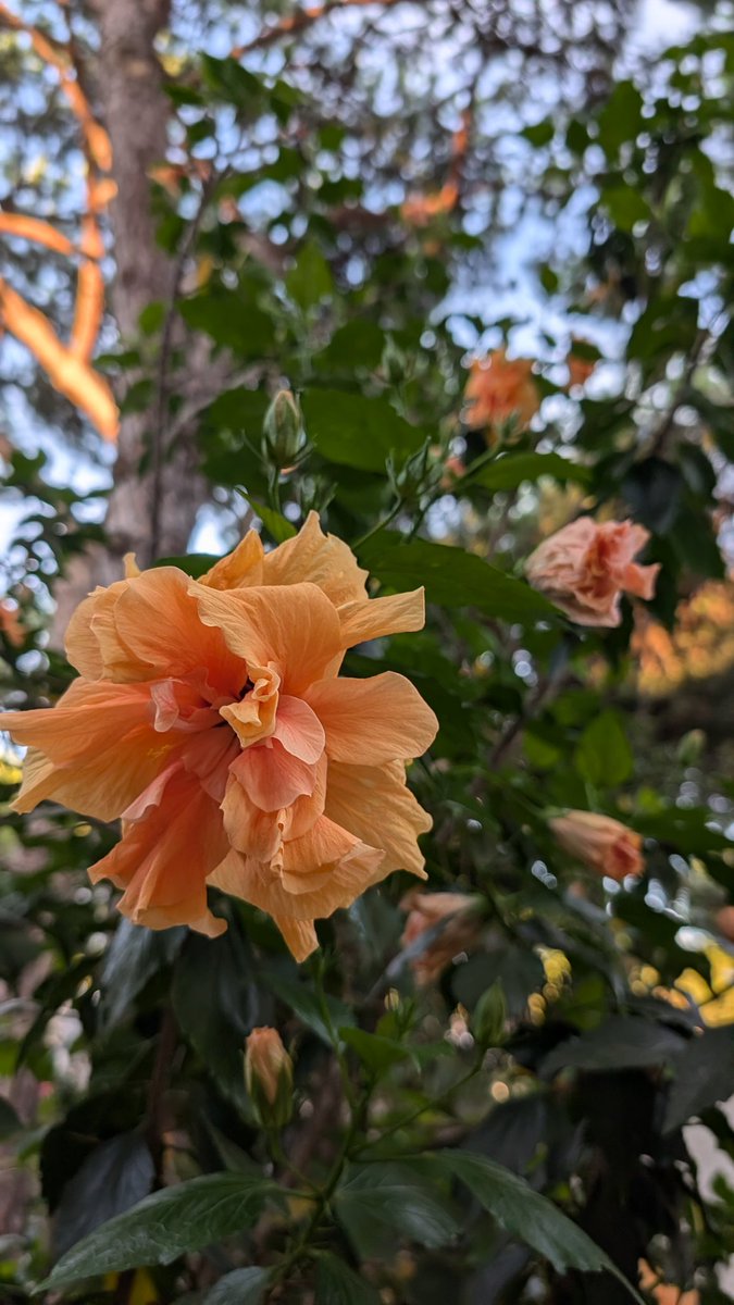 Alexrom251's tweet photo. si hay algo que agradeceré de por vida a mis padres es su amor (por tanto, mi amor) por las plantas y las flores https://t.co/9xRZ3AtSyQ