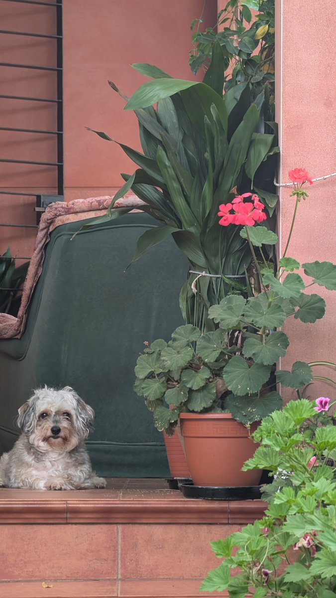 Alexrom251's tweet photo. si hay algo que agradeceré de por vida a mis padres es su amor (por tanto, mi amor) por las plantas y las flores https://t.co/9xRZ3AtSyQ