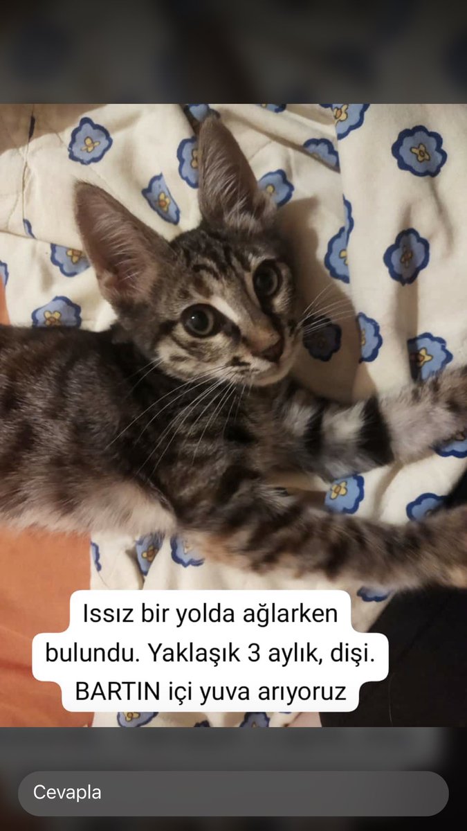 Bulunan yere birakmamiz imkansiz cok insan canlisi sicak bi yuvaya ihtiyaci var paylasim destegi verir misiniz