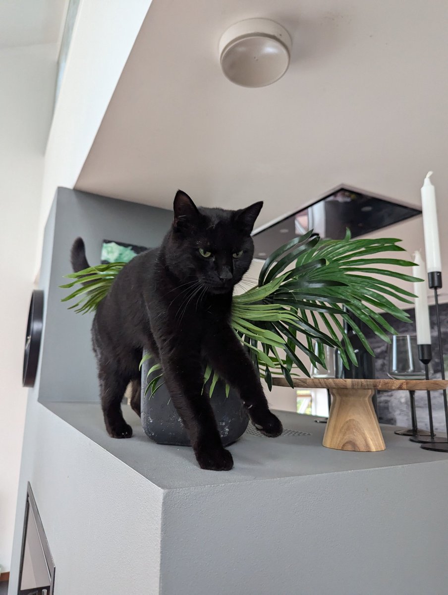 Shyfoox's tweet photo. #BlackCatAppreciationDay
LUCAS DO BE A FELLOW BLACK CAT. Here he is in all his glory. https://t.co/xWIY3Slpim