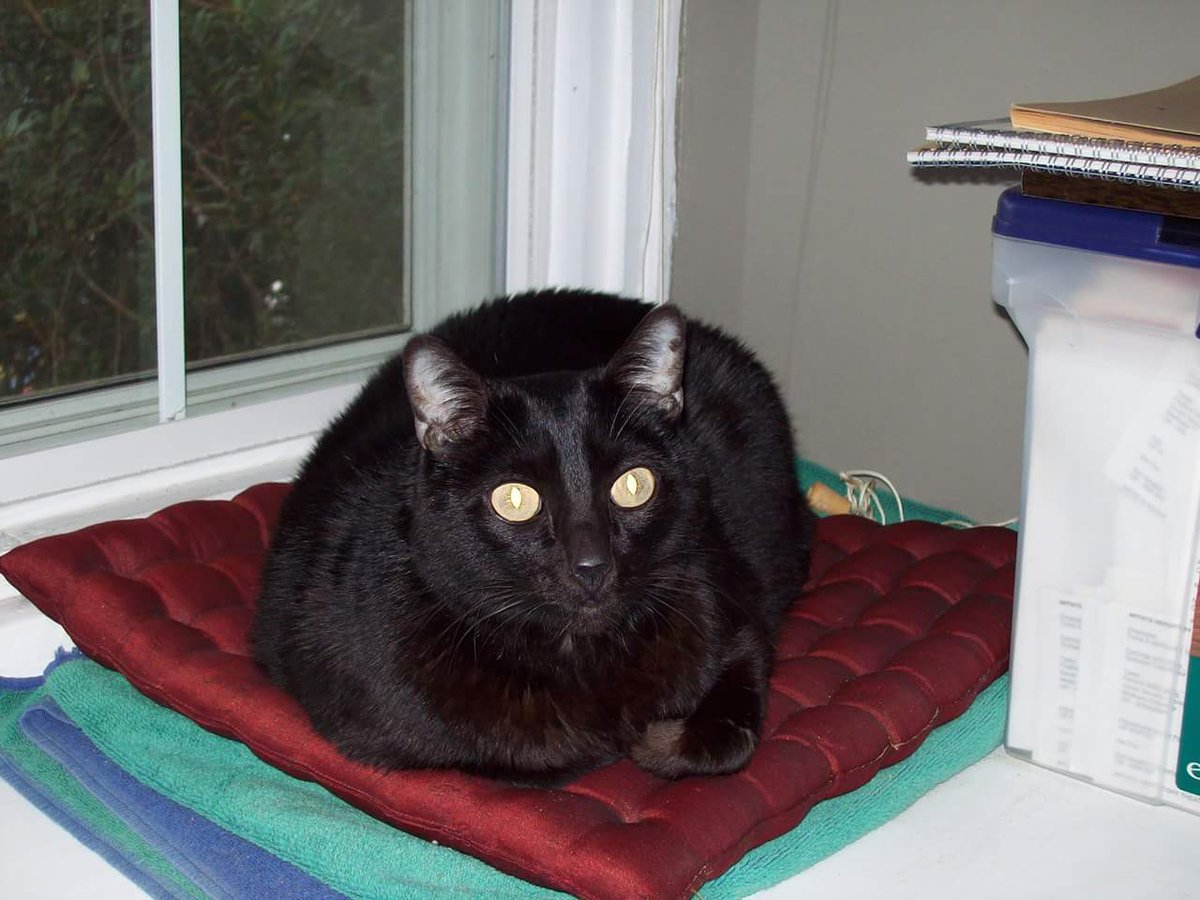 #BlackCatAppreciationDay 
Always and forever my Louie love