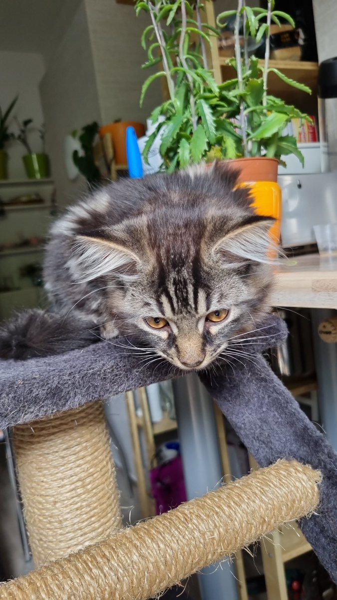 Mehr Katzen Bilder sorry sie ist zu cute 😍