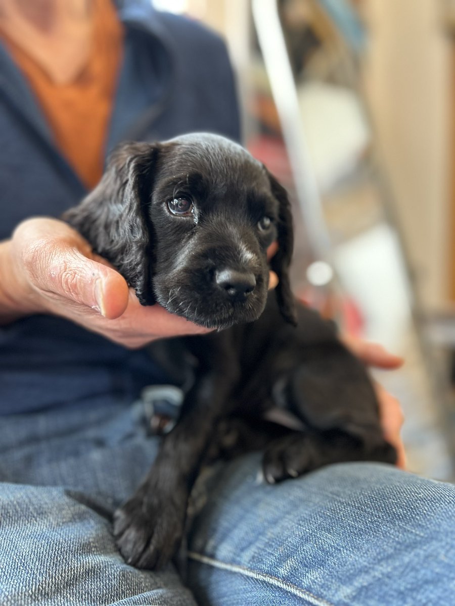 Sunnyside Guest House (@sunnysidegh) on Twitter photo We’d like to introduce you to a new member of the Sunnyside team - Lola. She may only be 8 weeks old but she’s already a hit with our guests.
#workingcockerspaniel
Thanks <a href="/keswickbootco/">Keswick boot co</a> for the lovely photo ☺️ We’d like to introduce you to a new member of the Sunnyside team - Lola. She may only be 8 weeks old but she’s already a hit with our guests.
#workingcockerspaniel
Thanks <a href="/keswickbootco/">Keswick boot co</a> for the lovely photo ☺️