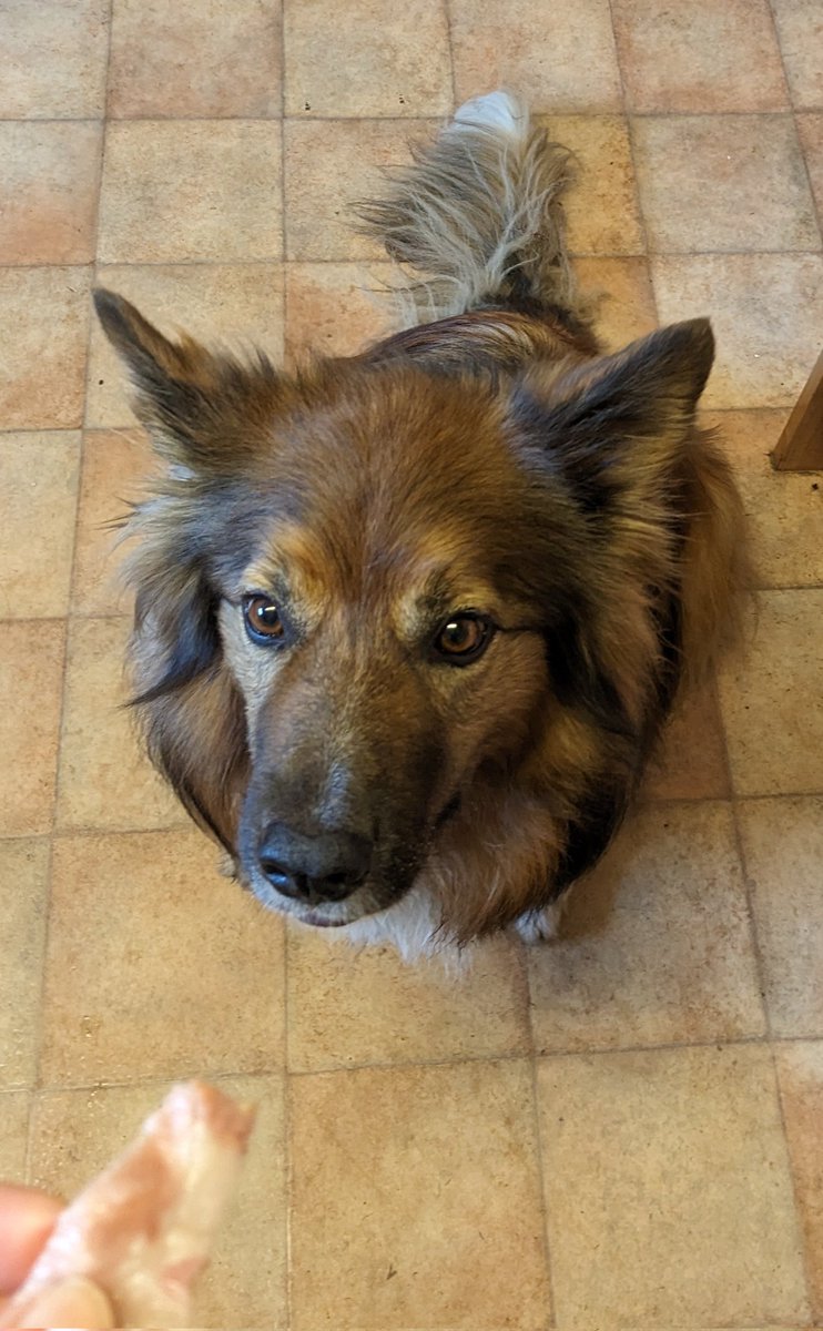 CamasTheCollie's tweet image. Saturday means a longer walk, followed by breakfast and bacon. I like Saturdays. 🐾🐾🥓😋
#BorderCollie
#WeekendWalks
#Bacon
#Yum
#SaturdayMotivation