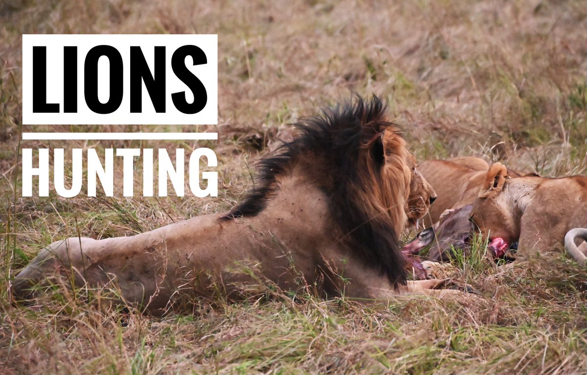 Un bombazo en Mara, pudimos filmar a una familia de leones enseñando a sus pequeños a cazar un Ñu, imágenes inéditas  LEONES vs ÑUS|Masai Mara|Kenia|2024 no os perdáis el video <a href="/Angel_M_Sanchez/">Ángel M. Sánchez</a> <a href="/DavidPadMar/">David Padrón Marrero</a> <a href="/jlmgarvayo/">José L. Moreno-Garvayo  (afanporsaber)</a> <a href="/MoveTheWorldUS/">World Animal Protection US</a> <a href="/100planes1finde/">100planes1finde</a> 
youtu.be/Eqfc3YCaLvE