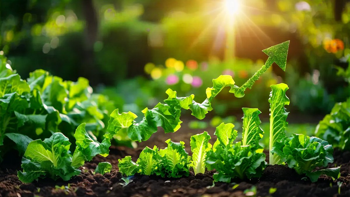 PrezidenteDavid's tweet photo. My little lettuces are growing 🌱
There's a token burn happening today, and your lettuces could increase in value, so plant some and wait to see what happens 🤑
4hzfebEmpSvjuoLKcytV4vXCkJbYVsu5WUeSJ4Bs19dp
#Lettuce $LTC #Burgi https://t.co/VMi6VwJ1pB