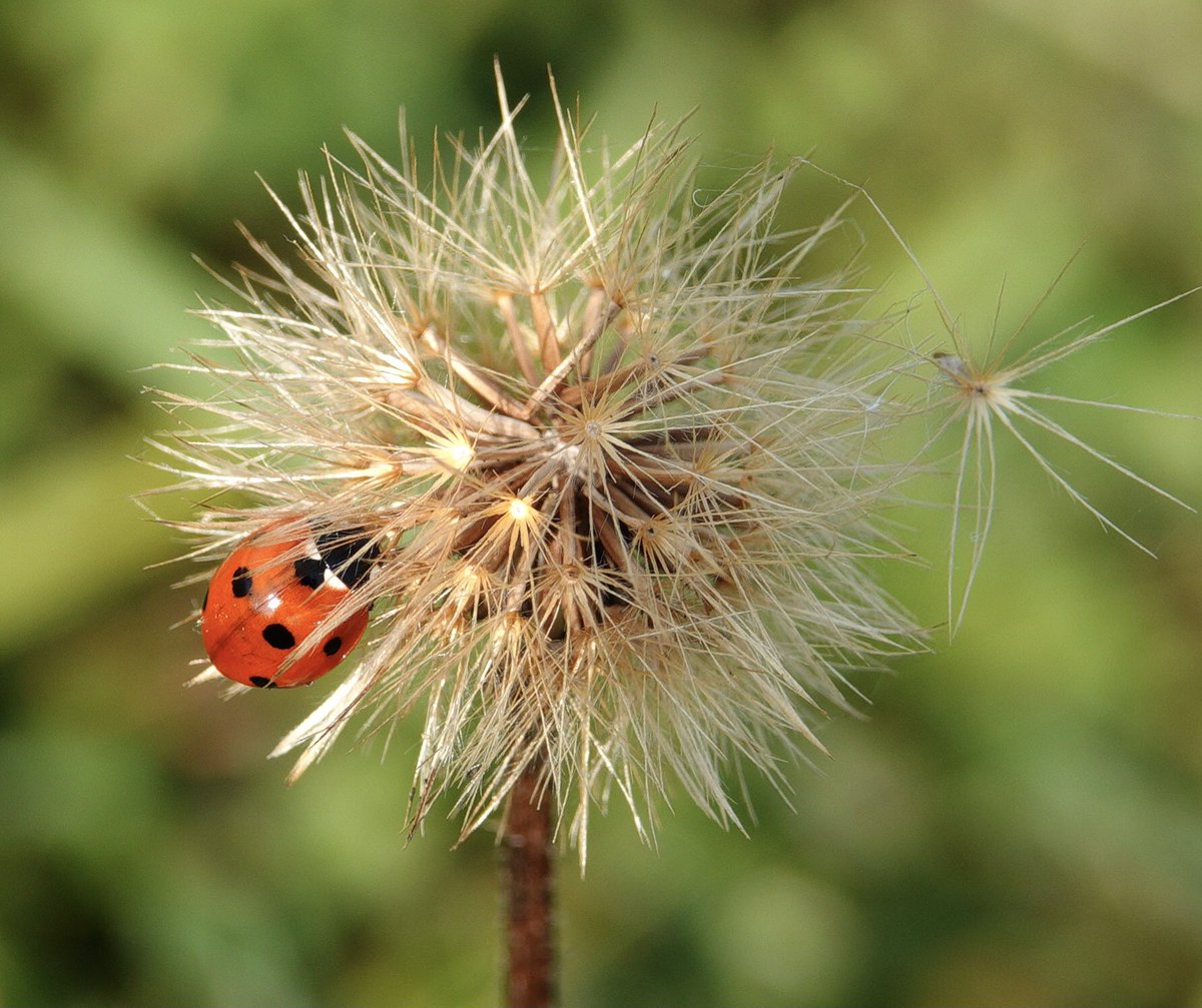 Unbelievably the only Ladybird spotted today on Martin Down