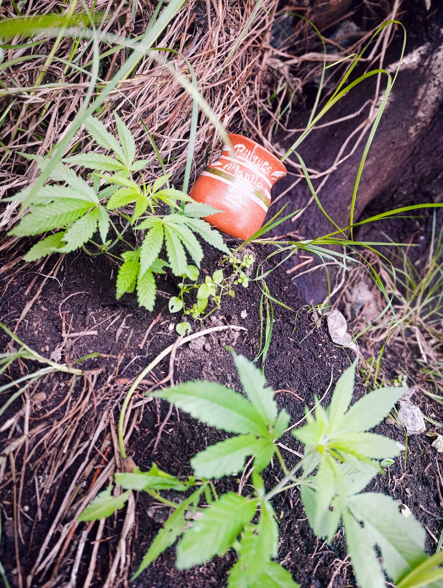 Amo el  pulque y la Naturaleza.