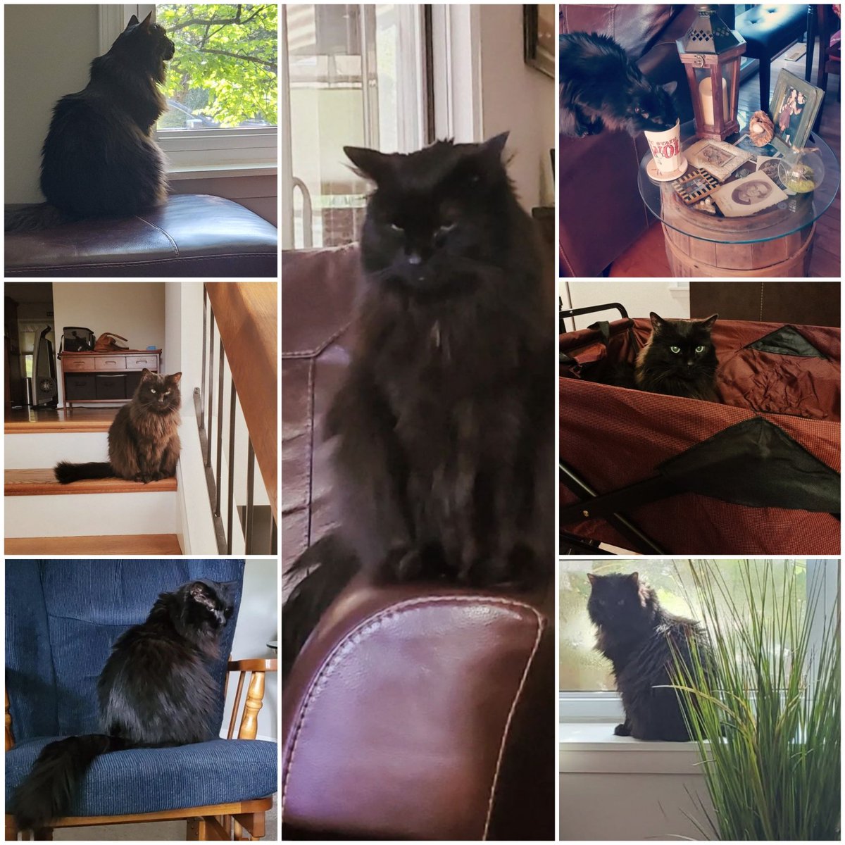#BlackCatAppreciationDay 
It's been a year since Endora passed. She was the best. ❤️🐈‍⬛️🌈