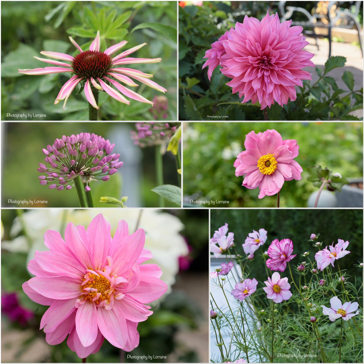 Very late #SixOnSaturday Hope it’s been a good one 😊🌸
#mygarden #gardening #flowerphotography