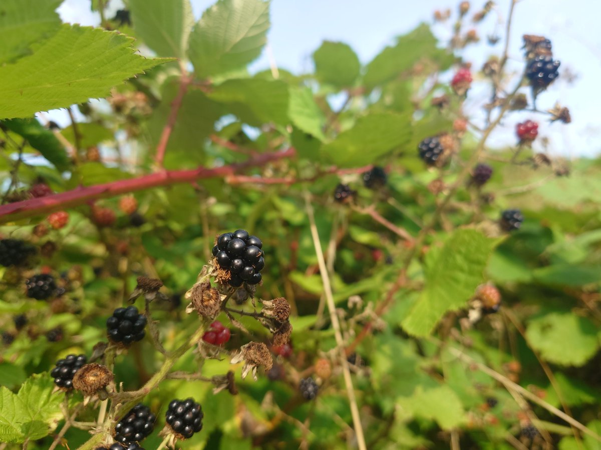 Slayer 🗡️💜🖤 tweet media