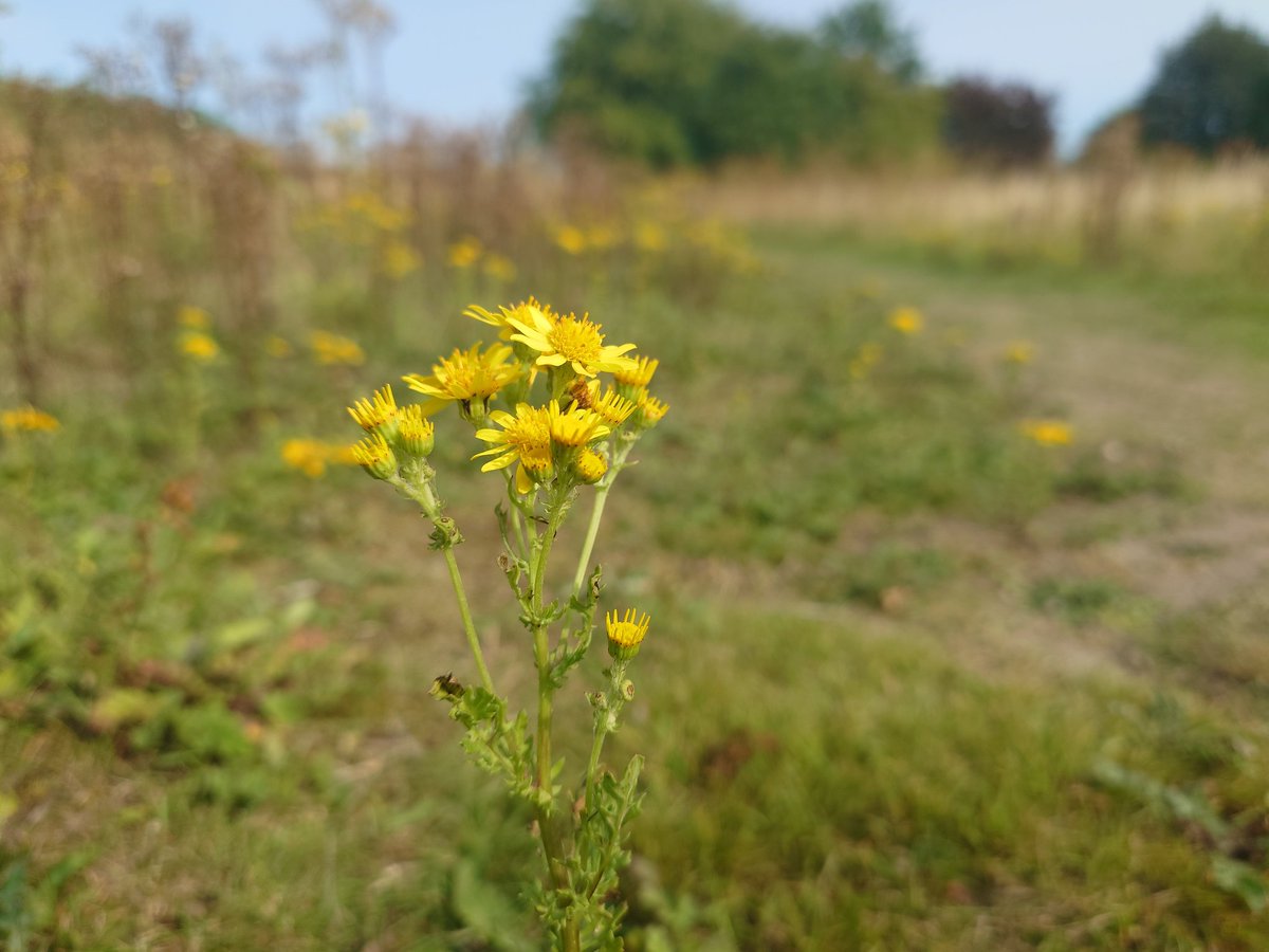 Slayer 🗡️💜🖤 tweet media