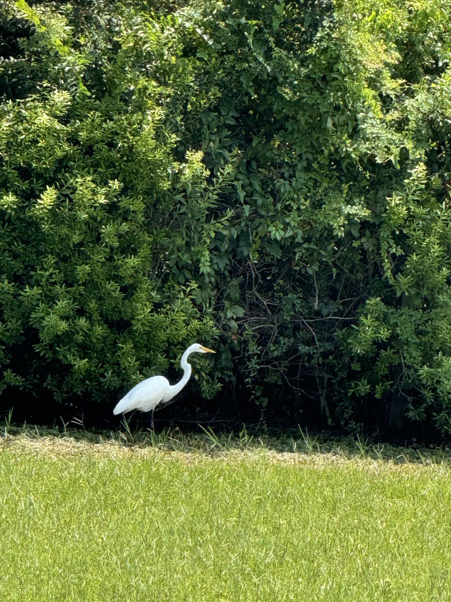 SuttonStracke (@suttonbstracke) on Twitter photo The best way to decompress and relax. #lowcountry bestfriends at #sunset and a visit by a Great White Heron in the morning. The best way to decompress and relax. #lowcountry bestfriends at #sunset and a visit by a Great White Heron in the morning.