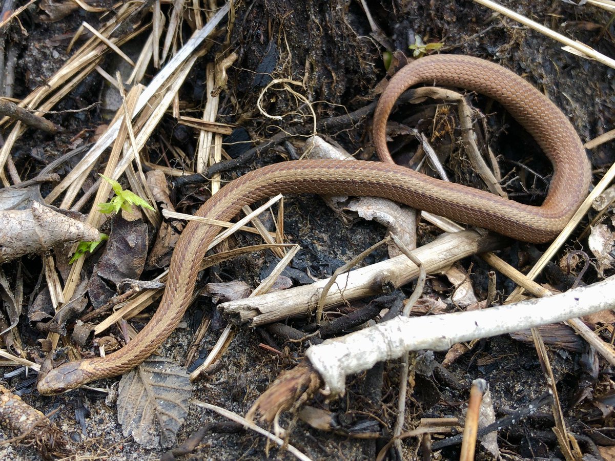 Those of you who guessed Red-bellied Snake (Storeria occipitomaculata) for yesterday’s #IdeniFriday were correct!

📸: Trish Brockman  #herps #midwest #mwparc #biology #conservation