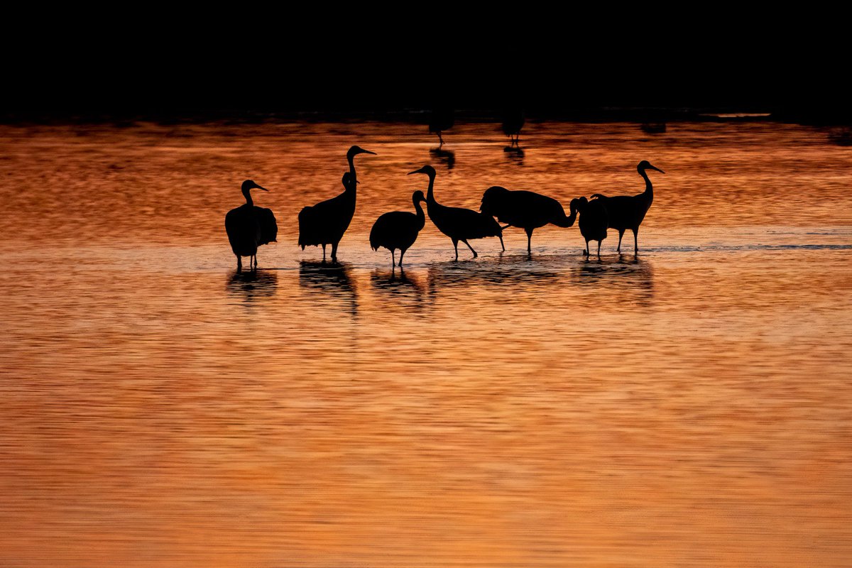 Sandhill Cranes at Bosque
#SilhouetteSaturday #photography