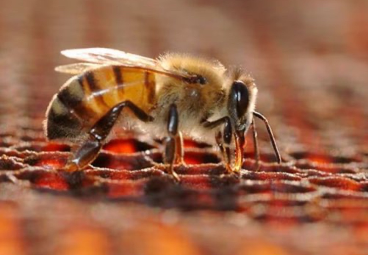 مضادات الأكسدة الموجودة في العسل:
تساعد في حماية خلايا الجسم من الأضرار الناتجة عن الجذور الحرة، مما يقلل من خطر الإصابة بالأمراض المزمنة 
wa.me/c/966506245984