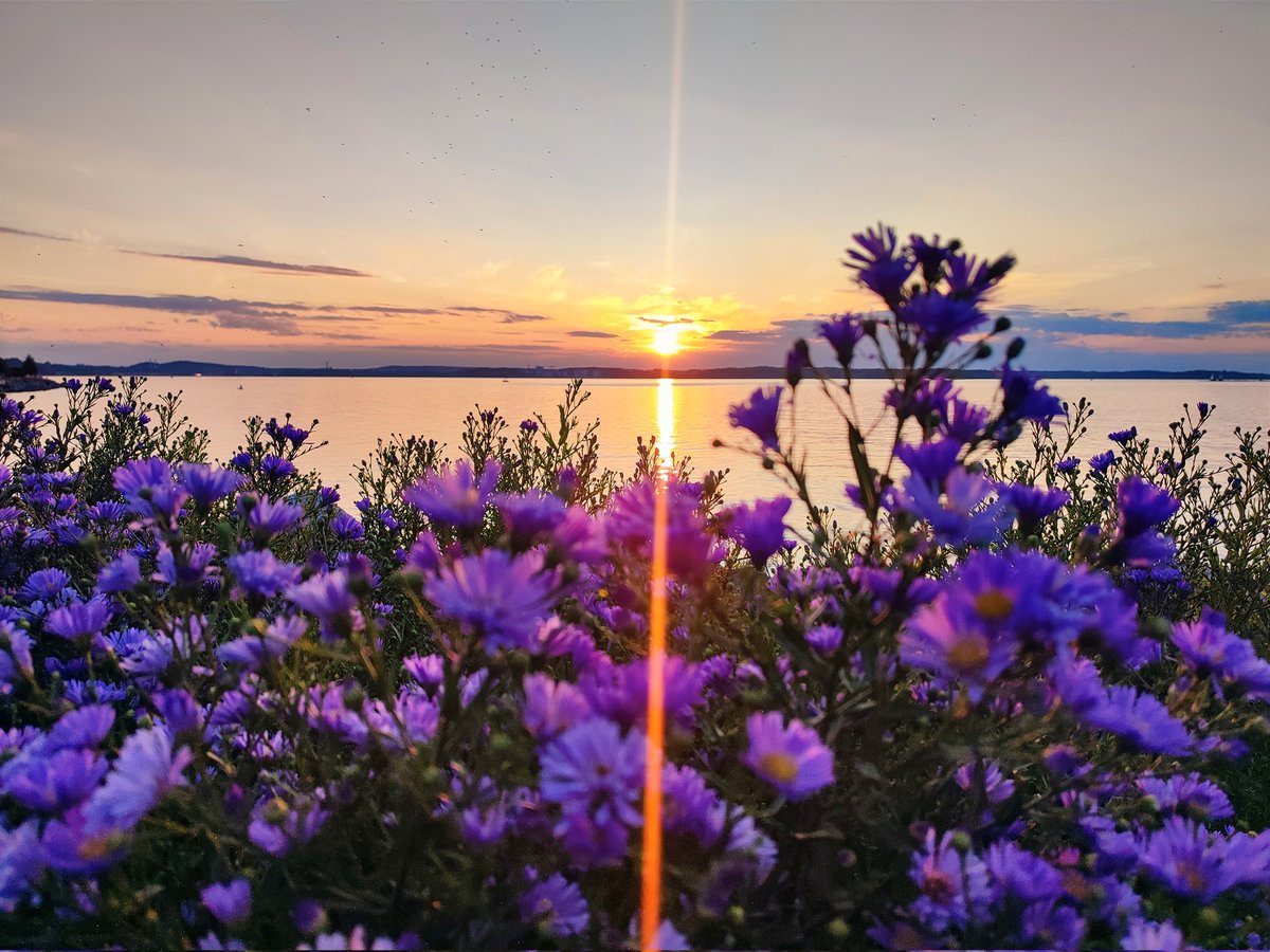 4mbry0's tweet photo. Summer days & sunsets ❁⃘*.゚
#HexPape #SicklingsDaily https://t.co/chEAN8bpz5