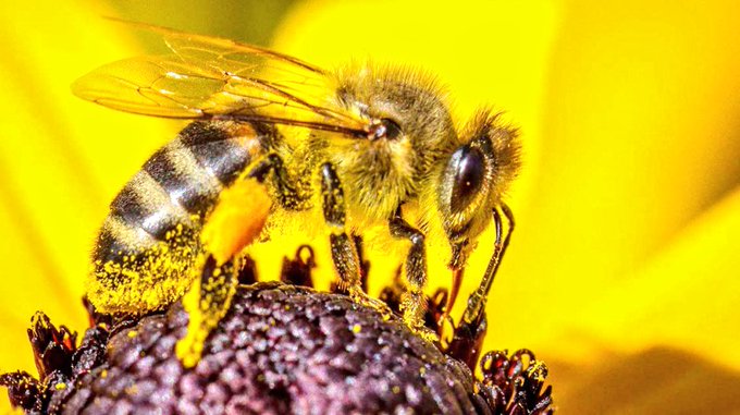 تحسين صحة الجلد:
 استخدام العسل موضعيًا يمكن أن يساعد في شفاء الجروح وتقليل الالتهابات بفضل خصائصه المضادة للأكسدة والبكتيريا
wa.me/c/966506245984
0506245984