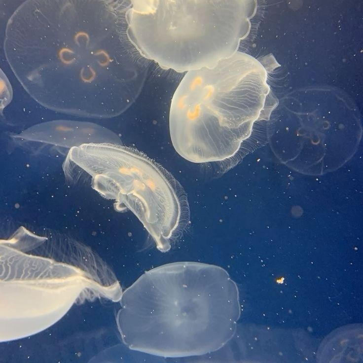 taylorswiftseal's tweet photo. 🩶 looking for new moots !! ᥫ᭡
— 19 ﹒ cxxia ﹒ artist
﹒ 🩻 any pronouns but she/her
— multifandom ﹒ son of apollo 🌊
﹒ part of : #genshintwt , #gatwt ,
#911twt , #pjotwt , #promotwt
♡﹒↻ to be mutuals ﹒ ifb!! 🏹 ꕤ*.° https://t.co/8NQezo8NZV