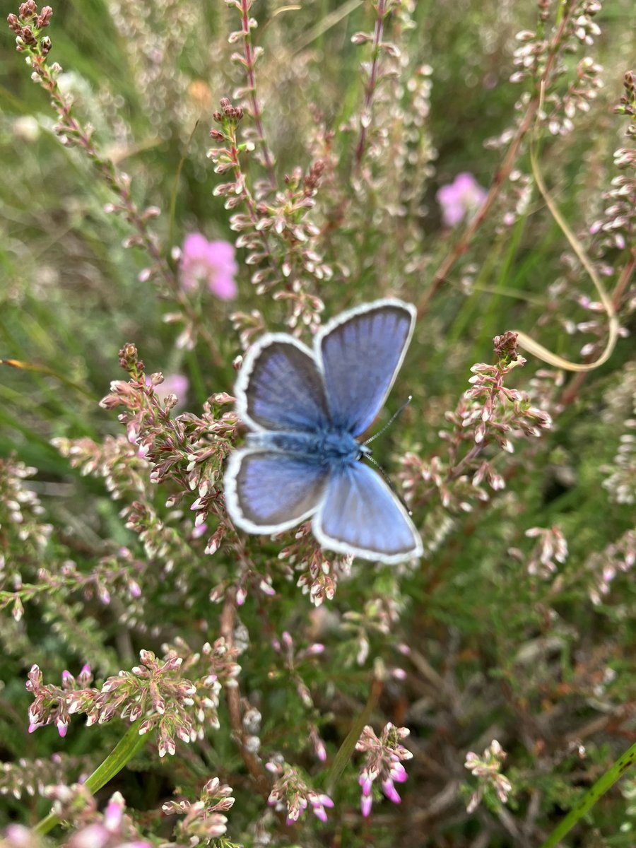 Geniet je ook zo van de natuur en wil je er eens op uit met een ervaren gids? Kijk dan bij onze activiteiten en meld je aan. Bijvoorbeeld voor de zintuiglijke wandeling morgenavond 😃 natuurmonumenten.nl/agenda?page=1&…