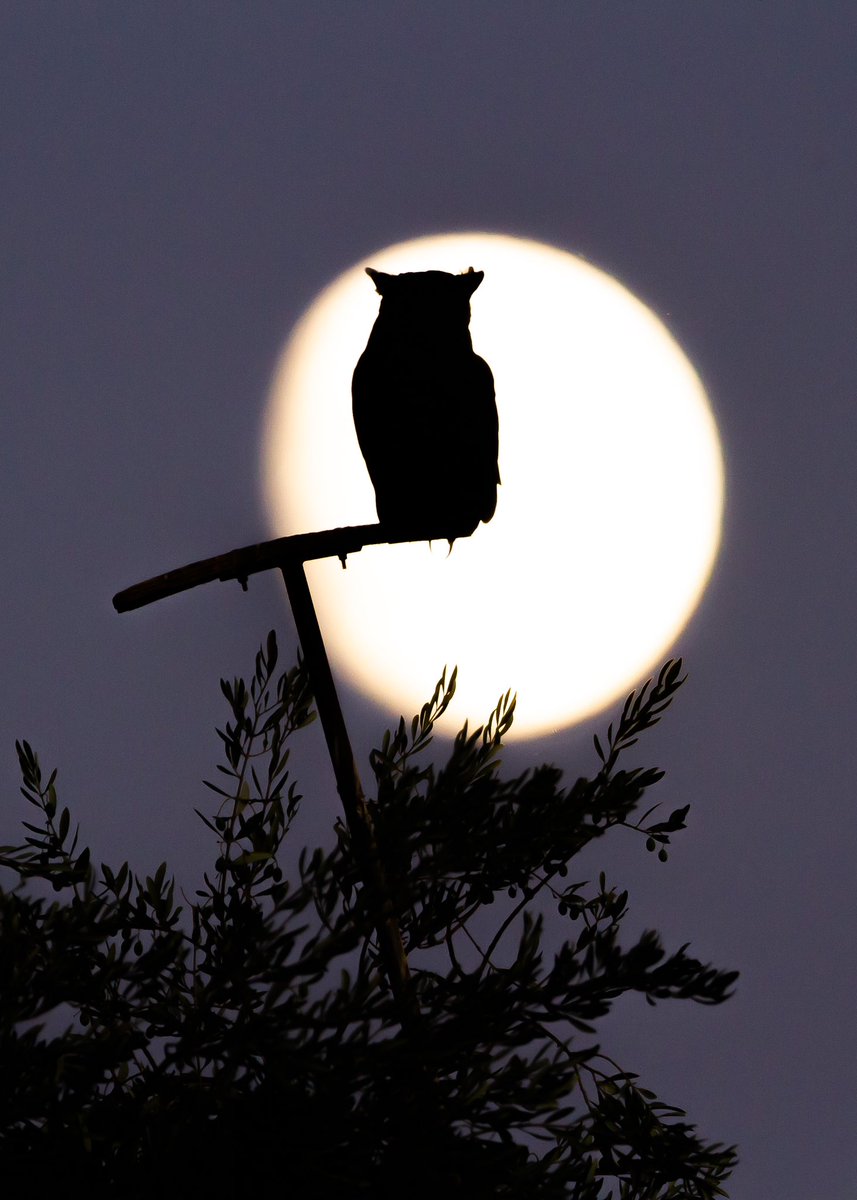 🦉 🌕 

#WildAg #GreatHornedOwl