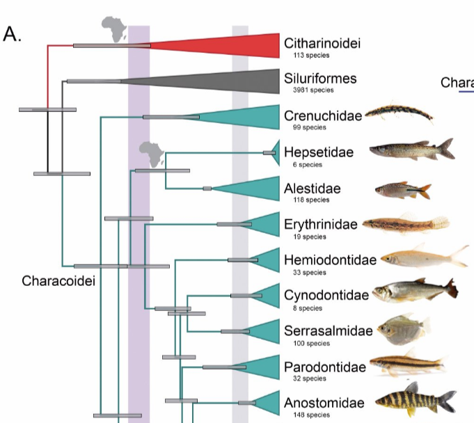 Homoplasy Definition Homology is similarity from common ancestry, homoplasy from anything ...