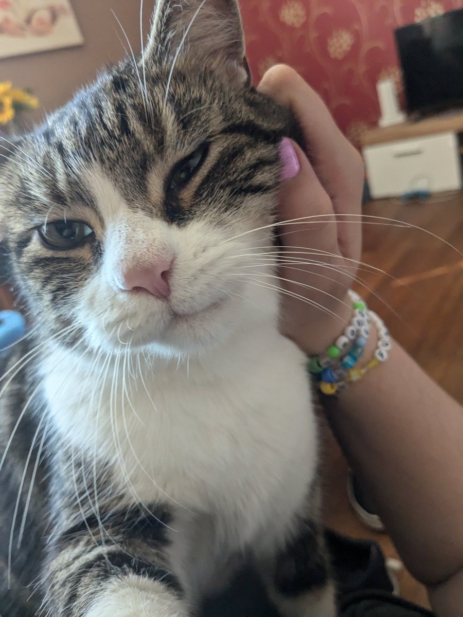 Barbara34770580's tweet photo. @TheRealThelmaJ1 My boy, Pikachu, is adorable on the outside and filled with hatred and spite on the inside 🥰 https://t.co/0EdZxyz5NA