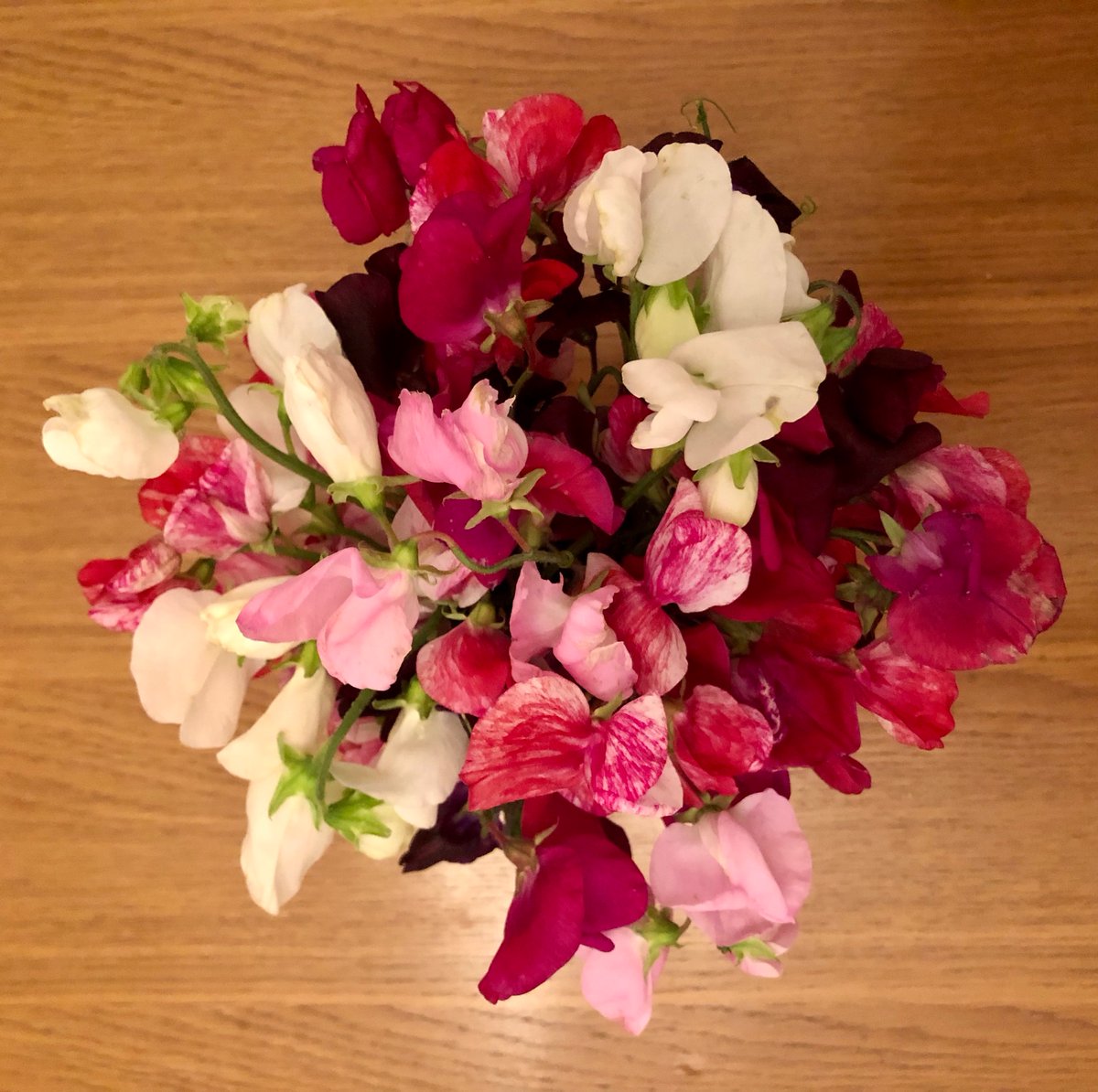 You know it’s been a weird season when you can still pick a bunch of sweetpeas on 17 August 😳 #Lathyrus odoratus