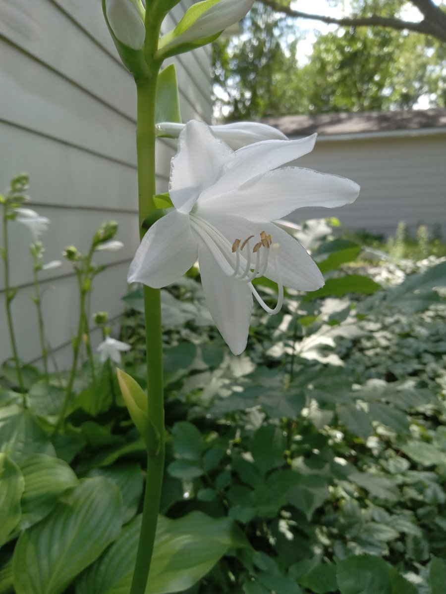 superdeluxejoe's tweet photo. Some late hostas https://t.co/FE2EbaH7lH