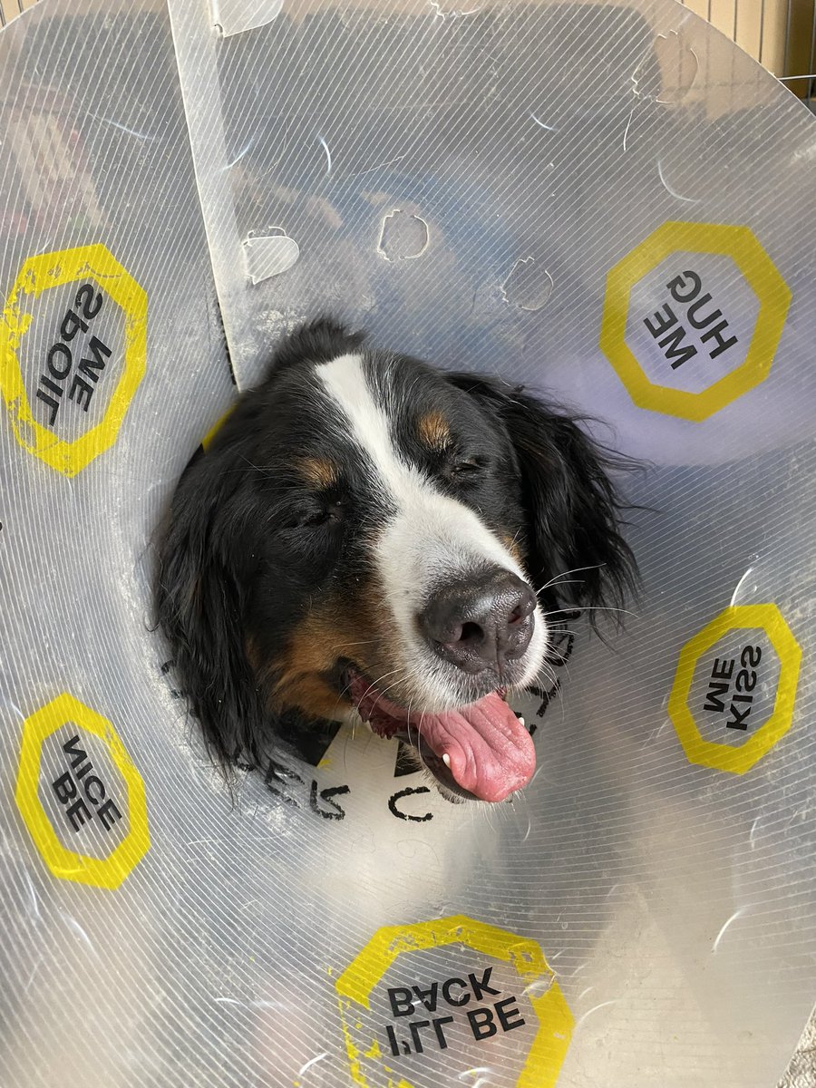 Bunsen is home, resting, and happy.

Today is a good day.