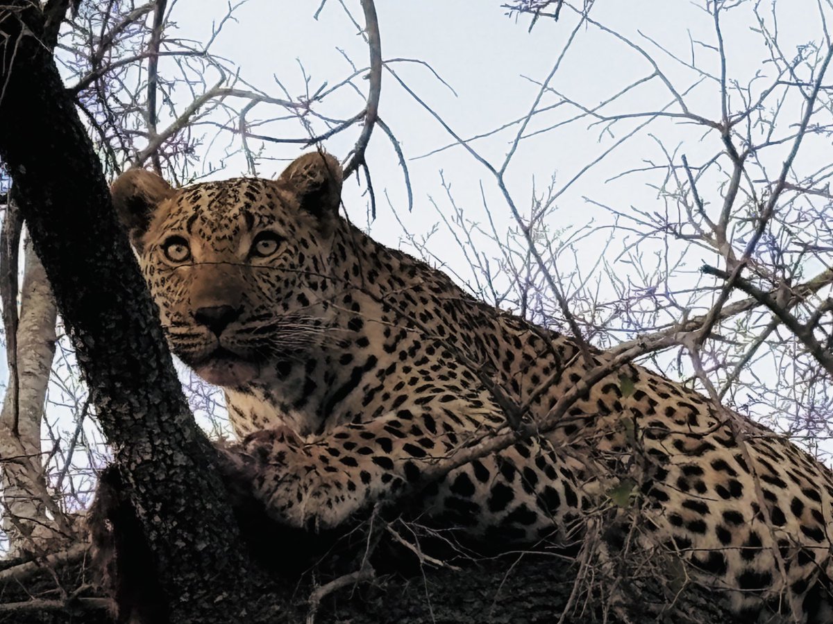 ⁦<a href="/LatestKruger/">Kruger Sightings</a>⁩ in South Africa a rare sighting of a leopard perched in a tree. Rare because they are shy and tend to roam alone.