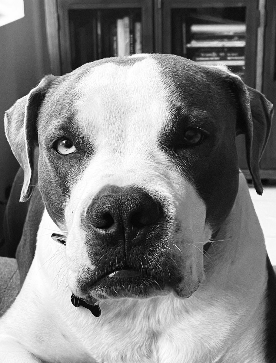 Gabino_Iglesias's tweet photo. My dude asked me if we’re doing #PetsForKamala or something… https://t.co/D7XlVKikGG