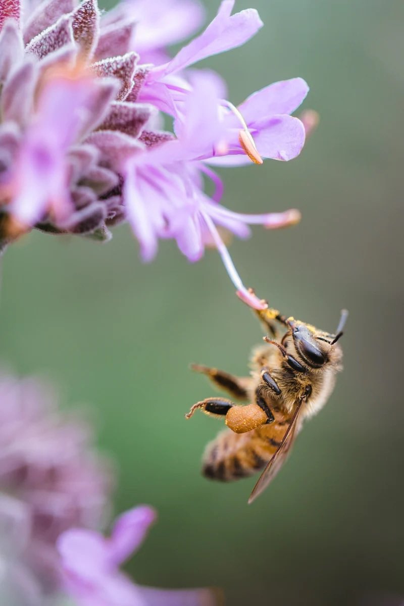 Happy #worldhoneybee day!
