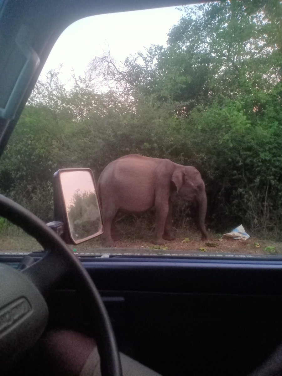 SKoshila's tweet photo. Just saw an elephant at Yala National Park that had polythene bags in its dung. 🐘💔 This is the tragic result of garbage dumping, roadside feeding, and pilgrimage waste. Let's take responsibility: dispose of waste properly and NEVER feed wildlife. #SaveYala #Naturalist_Diary https://t.co/H8YYVoncFI