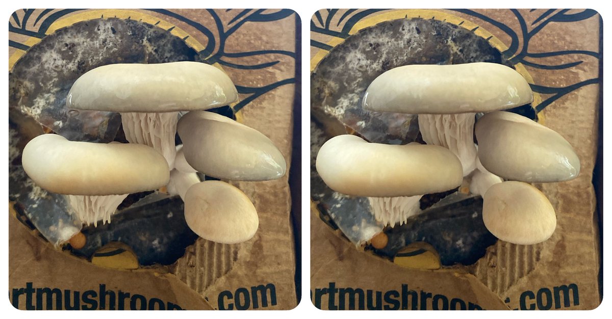 StereoSimian's tweet image. Some random #stereoscopic #3D cha chas.

Things have been quiet for me of late so not many opportunities to get my 3D cameras out. 

However, I keep my hand in by taking single lens sequentials, run through the awesome i3DSteroid app.