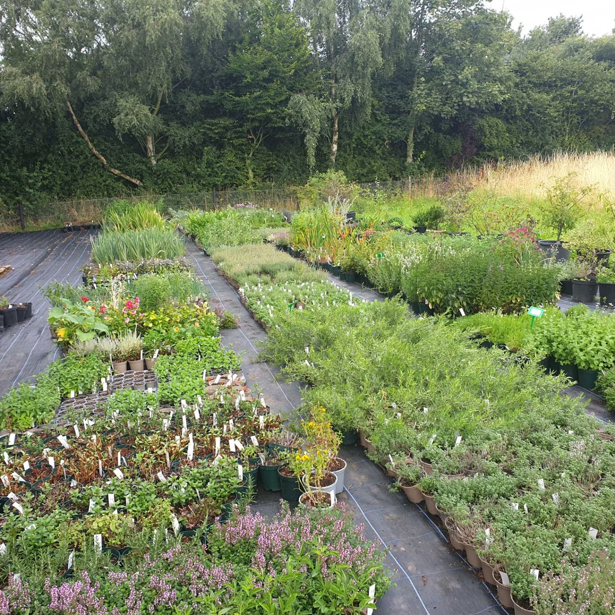 We have decided to drop some plants in our range the more traditional herbs after  difficult yr with health issues so as concentrate on others for callers to the nursery a substantial discount available we our based in Lincolnshire all the plants our nursery grown not bought in