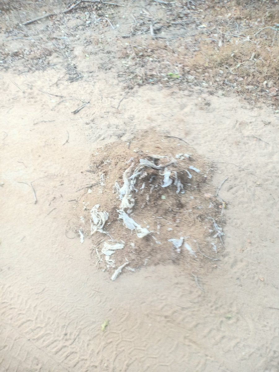SKoshila's tweet photo. Just saw an elephant at Yala National Park that had polythene bags in its dung. 🐘💔 This is the tragic result of garbage dumping, roadside feeding, and pilgrimage waste. Let's take responsibility: dispose of waste properly and NEVER feed wildlife. #SaveYala #Naturalist_Diary https://t.co/H8YYVoncFI