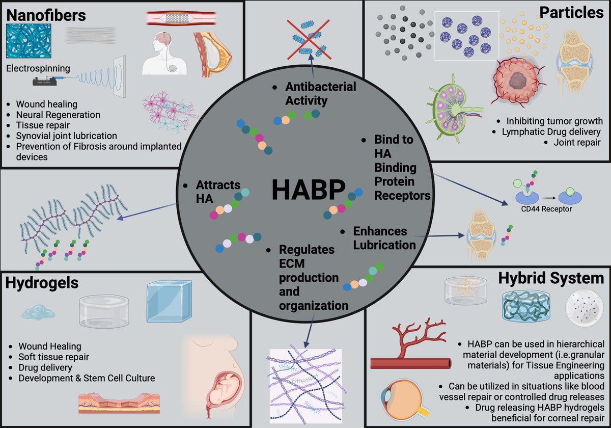 ozdemirecmmimicrylab (@ecmmimicrylab) on Twitter photo Article alert!! Our review article "Biomimetic Hyaluronan Binding Biomaterials to Capture the Complex Regulation of Hyaluronan in Tissue Development and Function" is out..Please feel free to read, disseminate & repeat..😊 <a href="/Biomim_MDPI/">Biomimetics</a>
mdpi.com/2916594 Article alert!! Our review article "Biomimetic Hyaluronan Binding Biomaterials to Capture the Complex Regulation of Hyaluronan in Tissue Development and Function" is out..Please feel free to read, disseminate & repeat..😊 <a href="/Biomim_MDPI/">Biomimetics</a>
mdpi.com/2916594