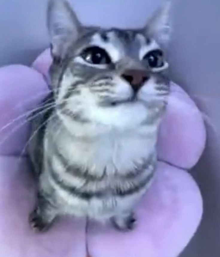 maricona tweet media