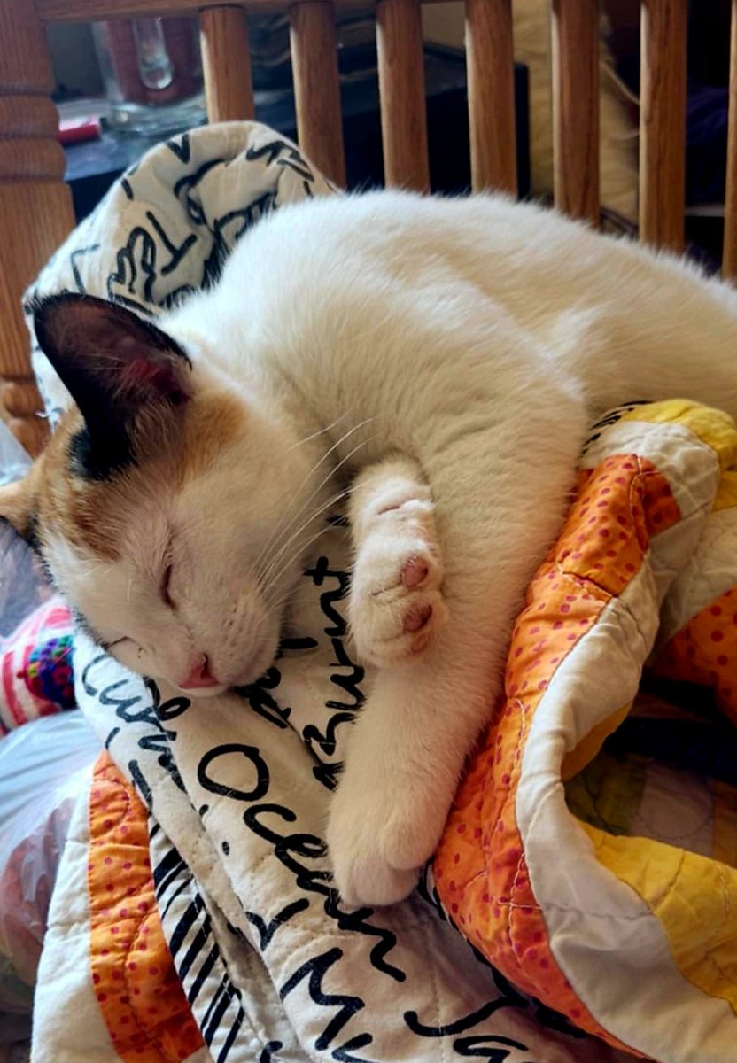 catcrazyknitter's tweet image. #Caturday is for being a bum, apparently. They're tired from raising hell all night long. 
#catsruledogsdrool #kittehs #Calico #catnap