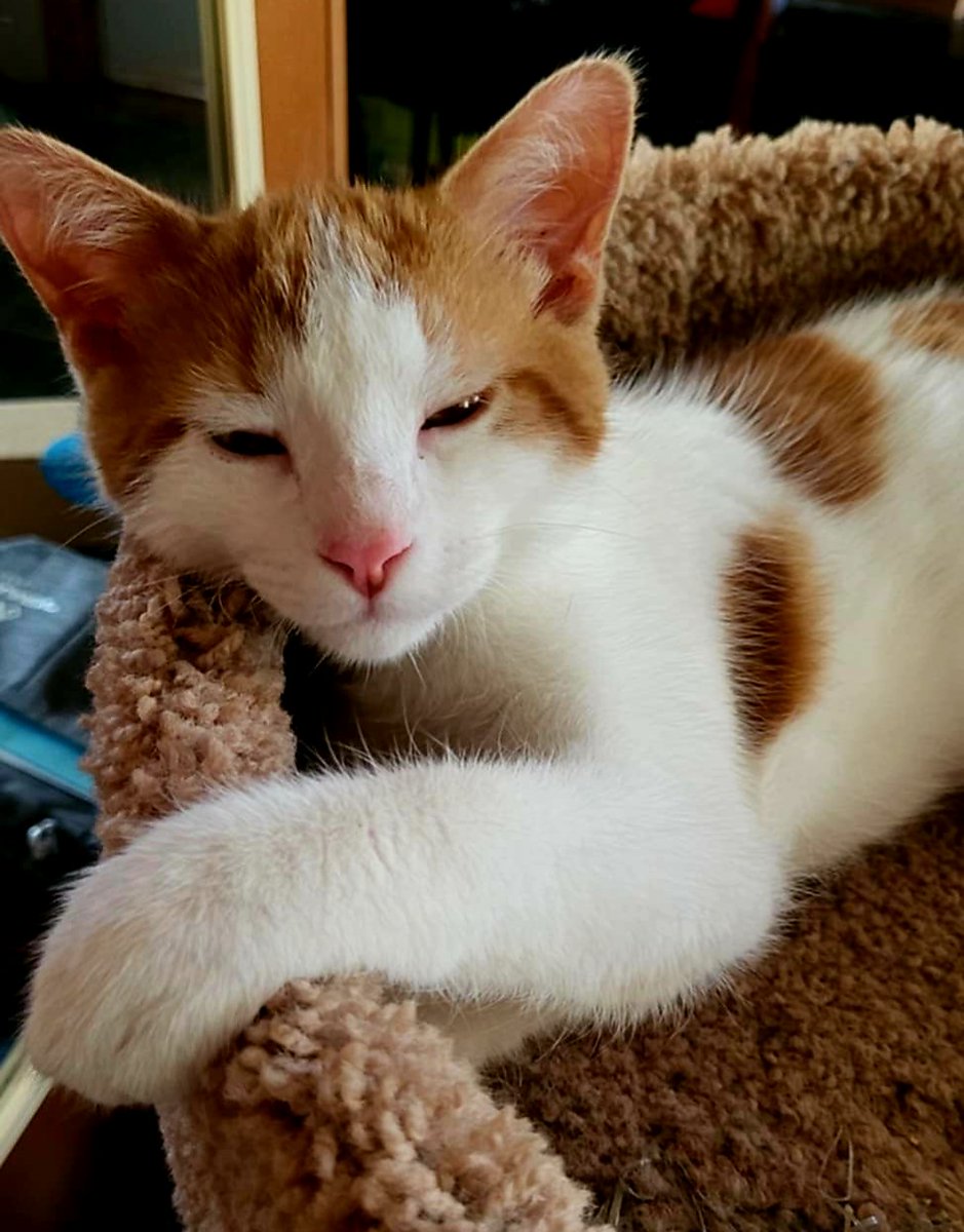 catcrazyknitter's tweet image. #Caturday is for being a bum, apparently. They're tired from raising hell all night long. 
#catsruledogsdrool #kittehs #Calico #catnap