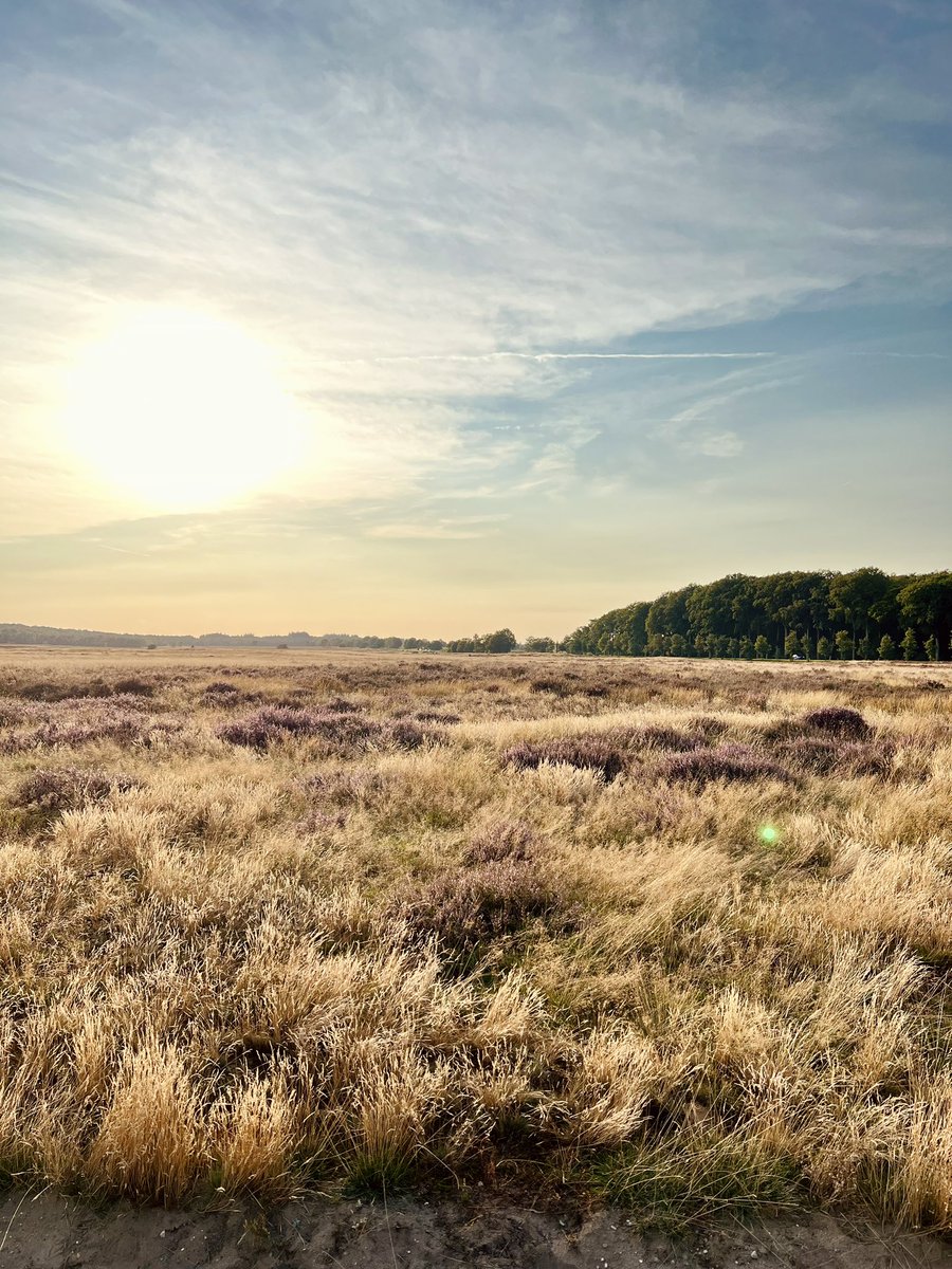 Gerwin Boswijk tweet media