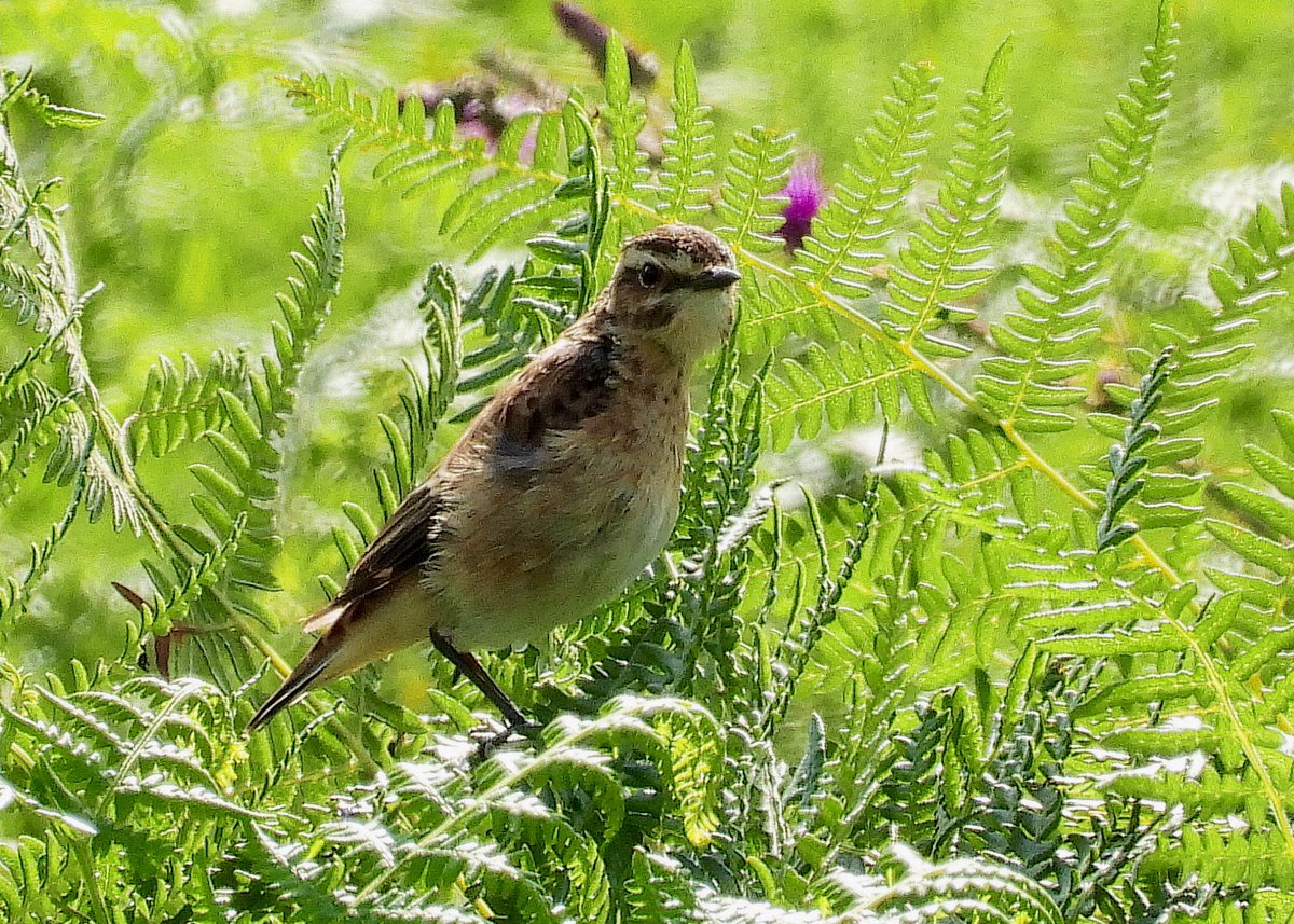 NeilSimms1's tweet image. Whinchat on the NYM together with good numbers of Wheatears today @nybirdnews @teesbirds1 @teeswildlife @DurhamBirdClub