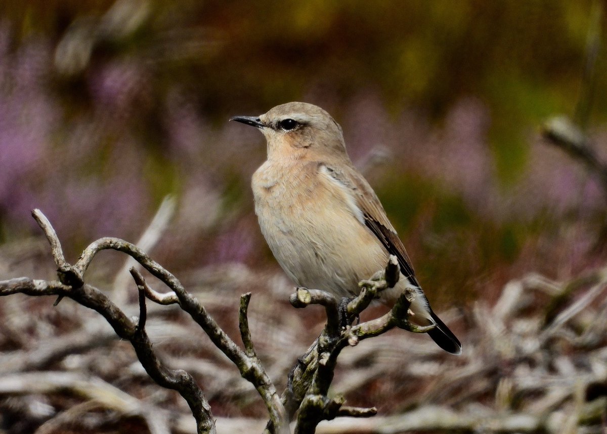 NeilSimms1's tweet image. Whinchat on the NYM together with good numbers of Wheatears today @nybirdnews @teesbirds1 @teeswildlife @DurhamBirdClub