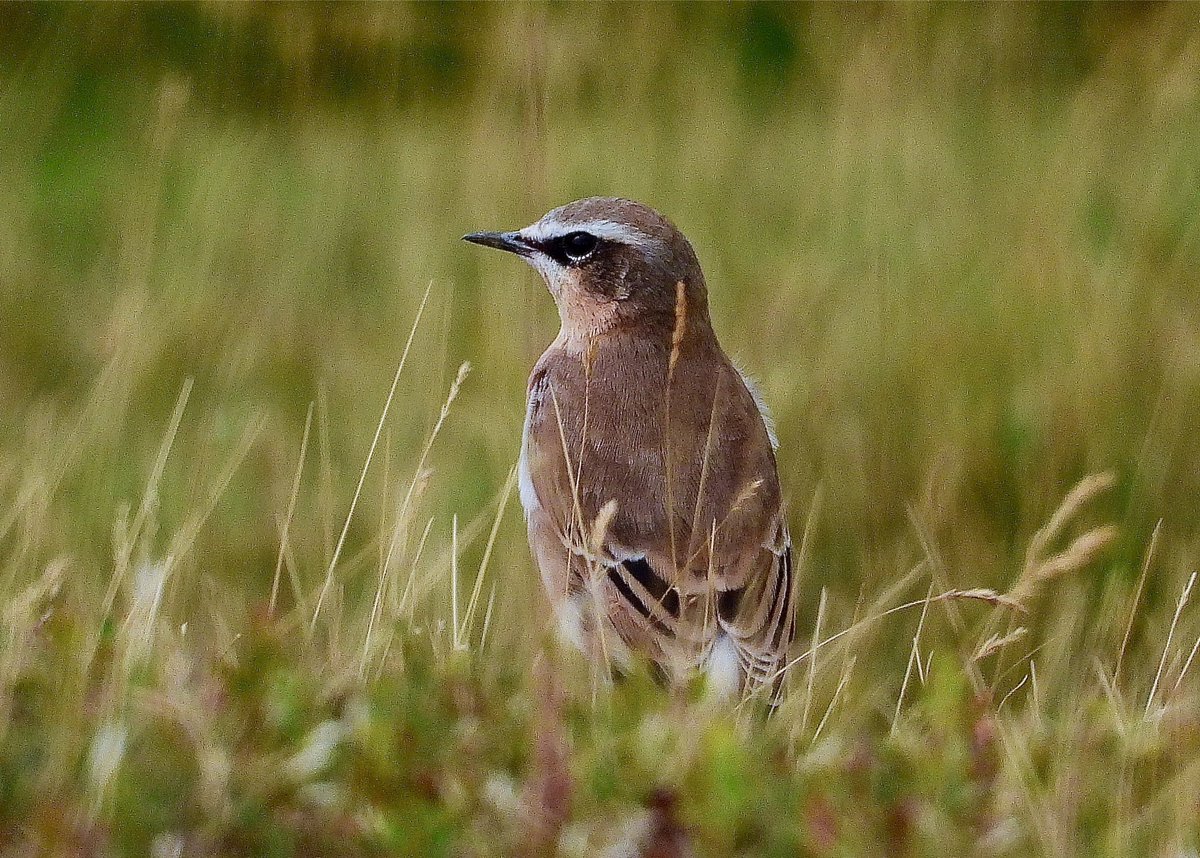 NeilSimms1's tweet image. Whinchat on the NYM together with good numbers of Wheatears today @nybirdnews @teesbirds1 @teeswildlife @DurhamBirdClub