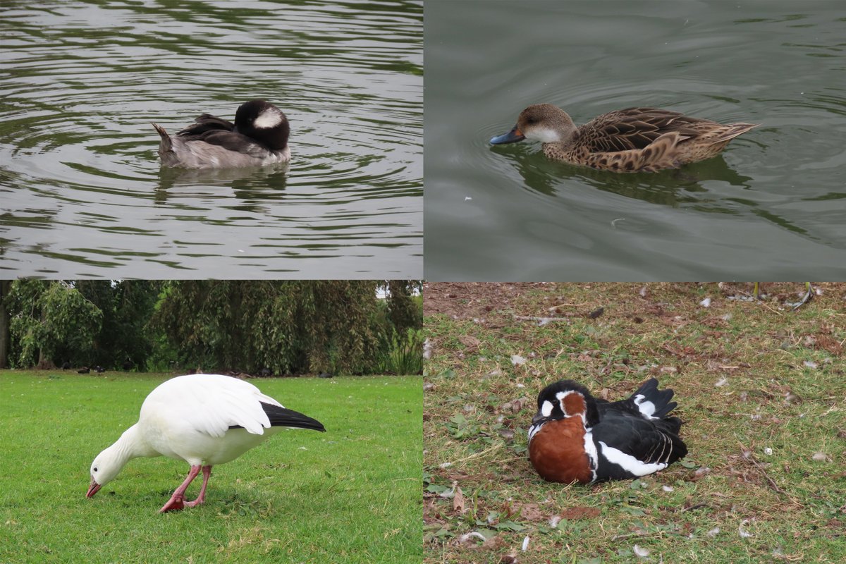 Jackhaye's tweet photo. A short visit to JCB Rocester North pit this afternoon -usual collection of "funnies" on the collections pool - Ferruginous Duck, R-b Goose, R-c Pochard and a few others that I've yet to name - is the spooky duck a Hooded Merg I wonder? 31 Barnacles presumably a touring flock. https://t.co/1v2gosFkWG