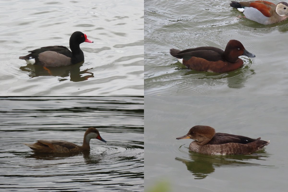 Jackhaye's tweet photo. A short visit to JCB Rocester North pit this afternoon -usual collection of "funnies" on the collections pool - Ferruginous Duck, R-b Goose, R-c Pochard and a few others that I've yet to name - is the spooky duck a Hooded Merg I wonder? 31 Barnacles presumably a touring flock. https://t.co/1v2gosFkWG