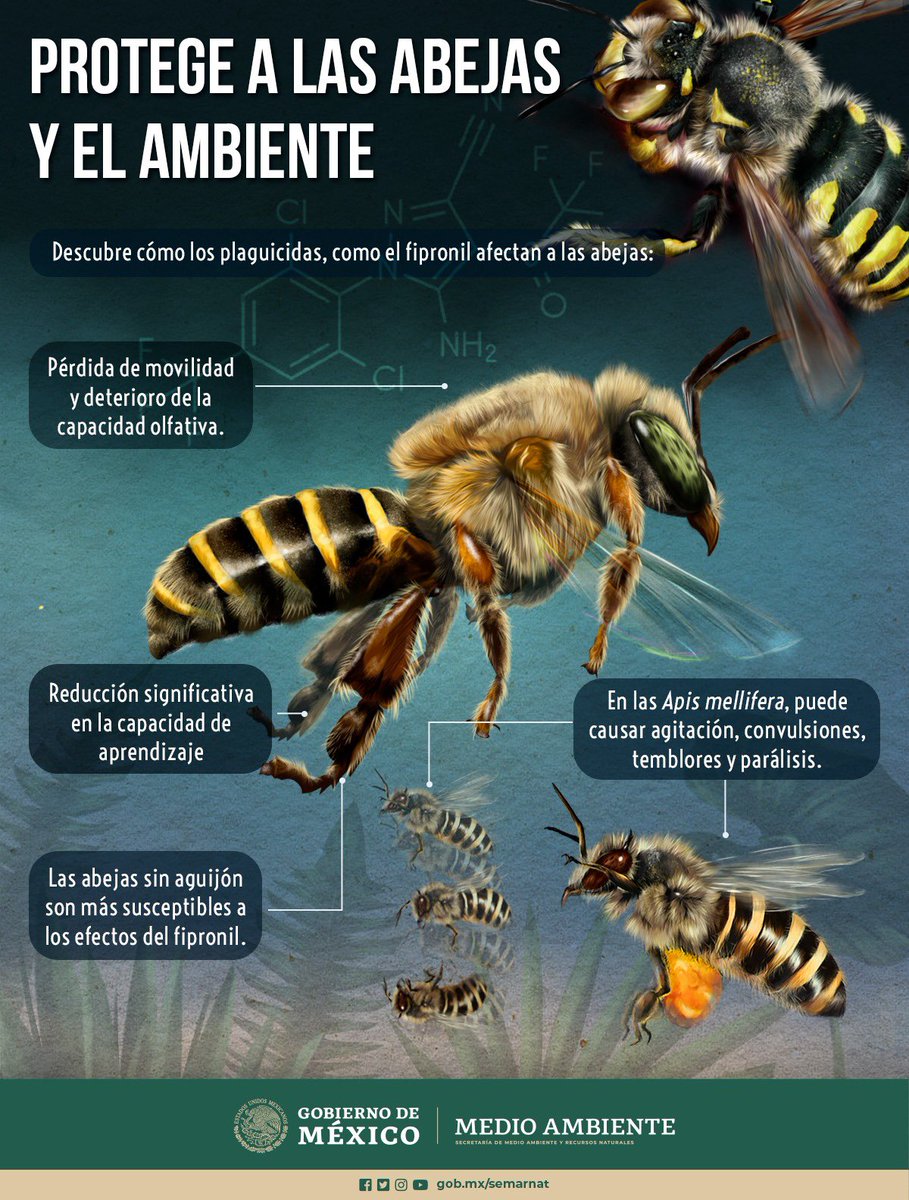 Las #abejas y abejorros, son el principal polinizador del mundo apoyando a más de 170 mil especies de plantas. Hoy, 17 de agosto, se conmemora su Día en México. 🐝✨

Generemos conciencia sobre su importancia y las amenazas que enfrentan. Realicemos acciones  #PorLasAbejas.