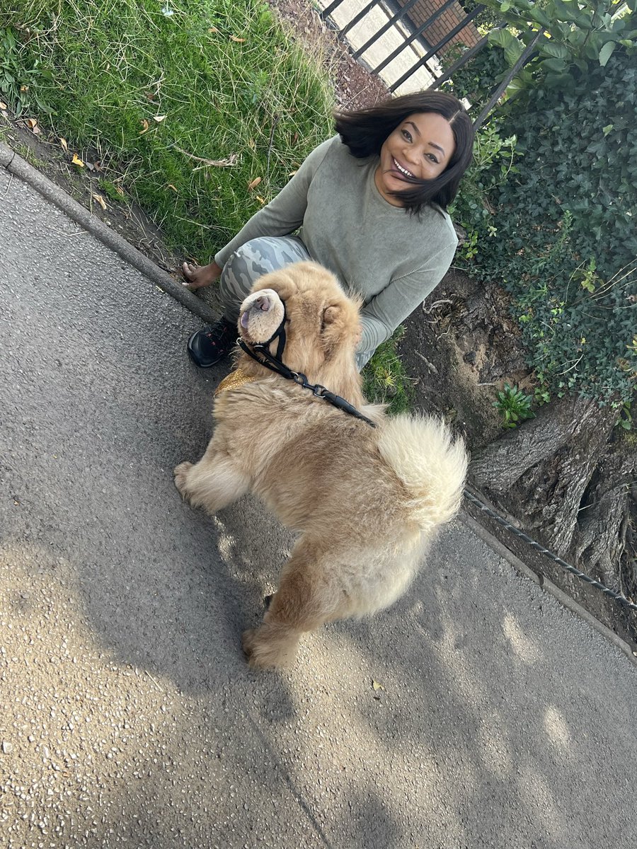 Lilybrown002's tweet image. #lovechowchow😘